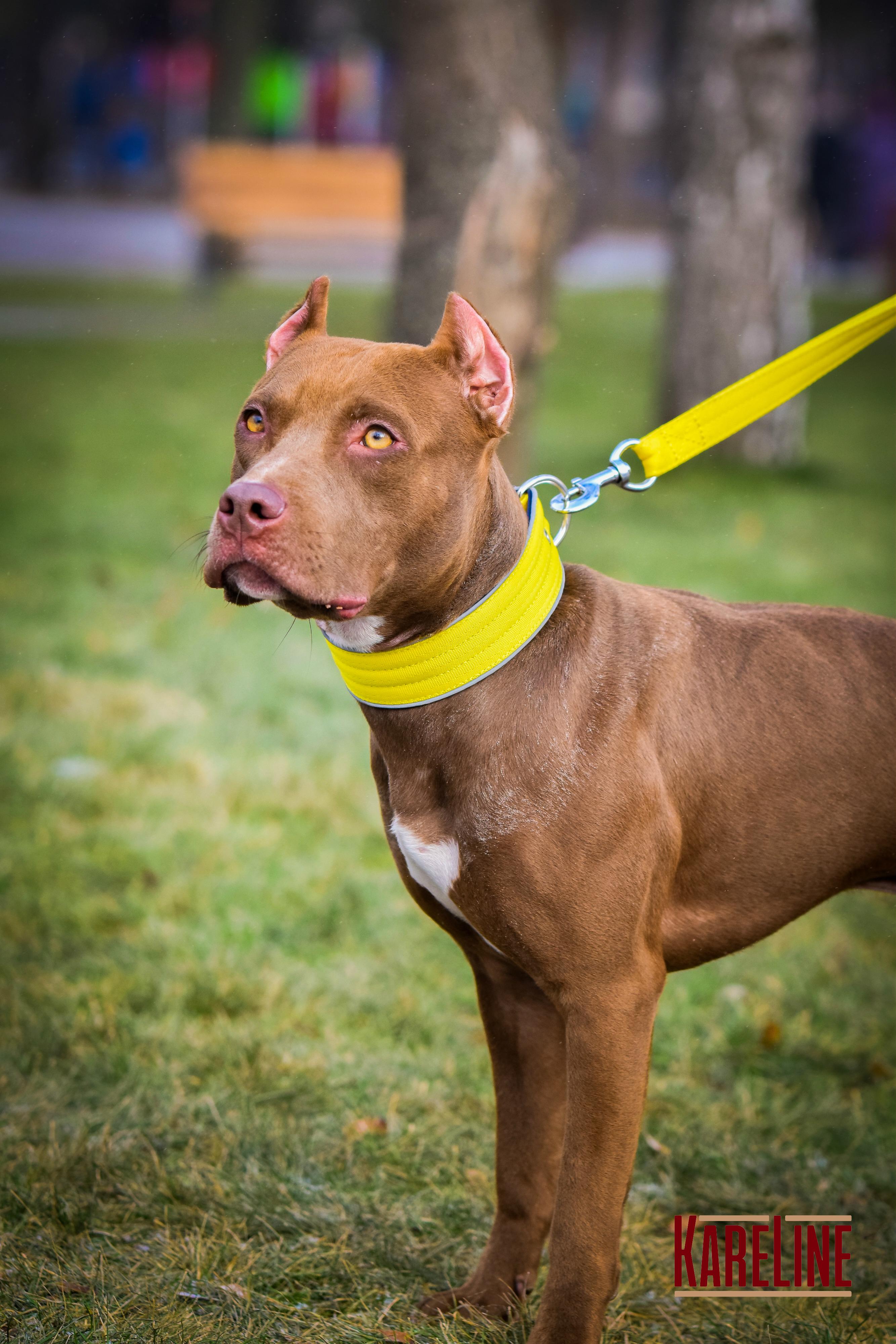 Ошейник KareLine усиленный нейлоновый со светоотражающим кантом 40 мм 300-380 мм Желтый (0952/8) - фото 3 Ошейник KareLine усиленный нейлоновый со светоотражающим кантом 40 мм 300-380 мм Желтый (0952/8) - фото 3