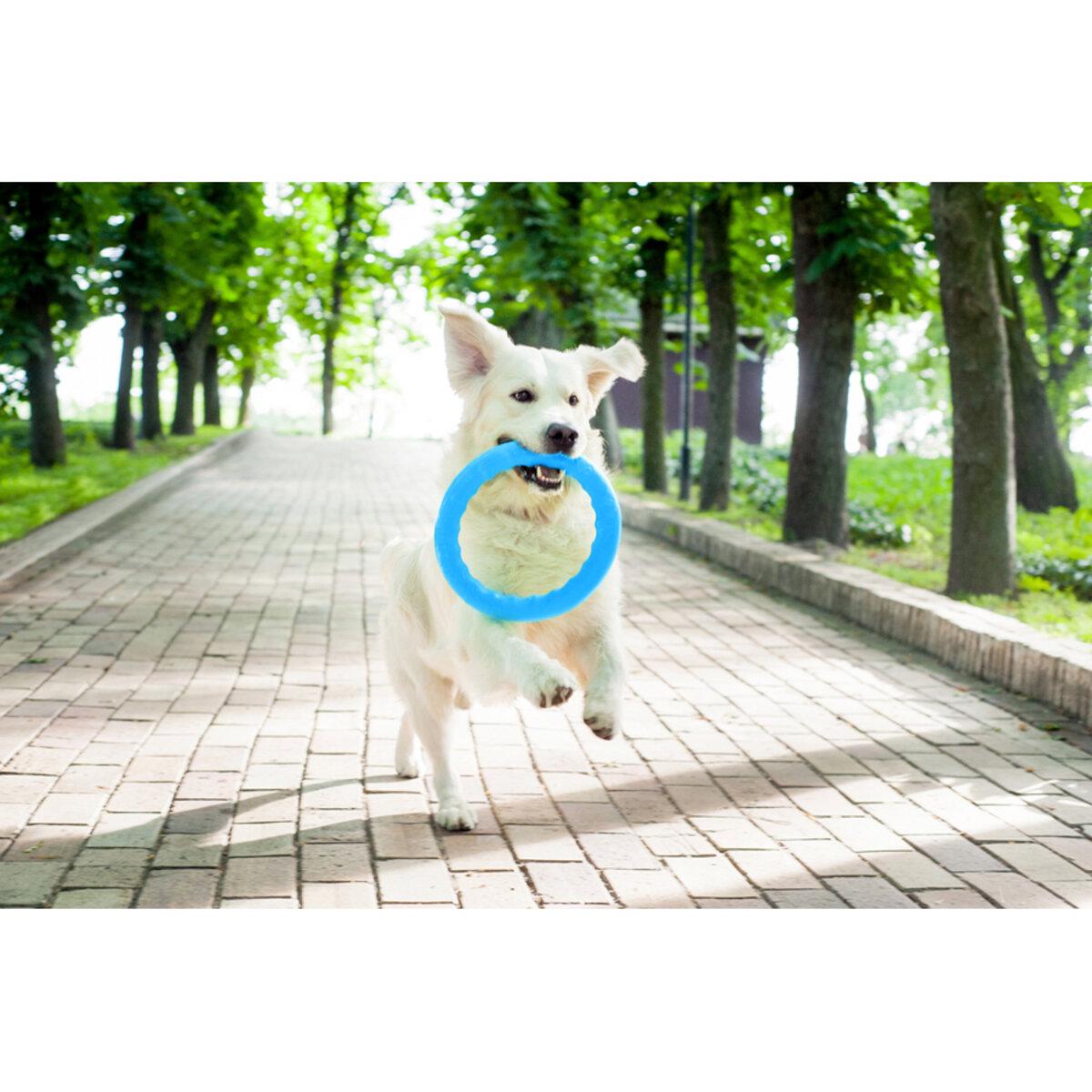 Кільце для апортировки PitchDog30 D 28 см Блакитний (25881062) - фото 7