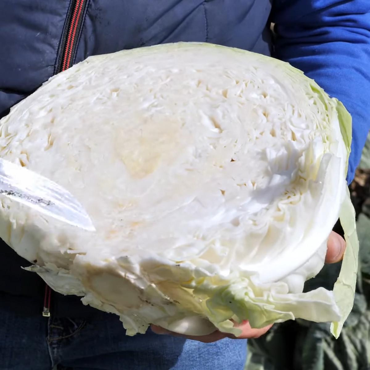 Семена Cultiva Белоголовая капуста Мегатон F1 20 шт. (00149) - фото 3 Семена Cultiva Белоголовая капуста Мегатон F1 20 шт. (00149) - фото 3