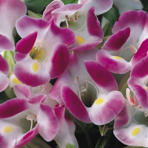 Семена цветов Syngenta Торения Фурнье Duchess Pink 500 шт. (BN07510-2)