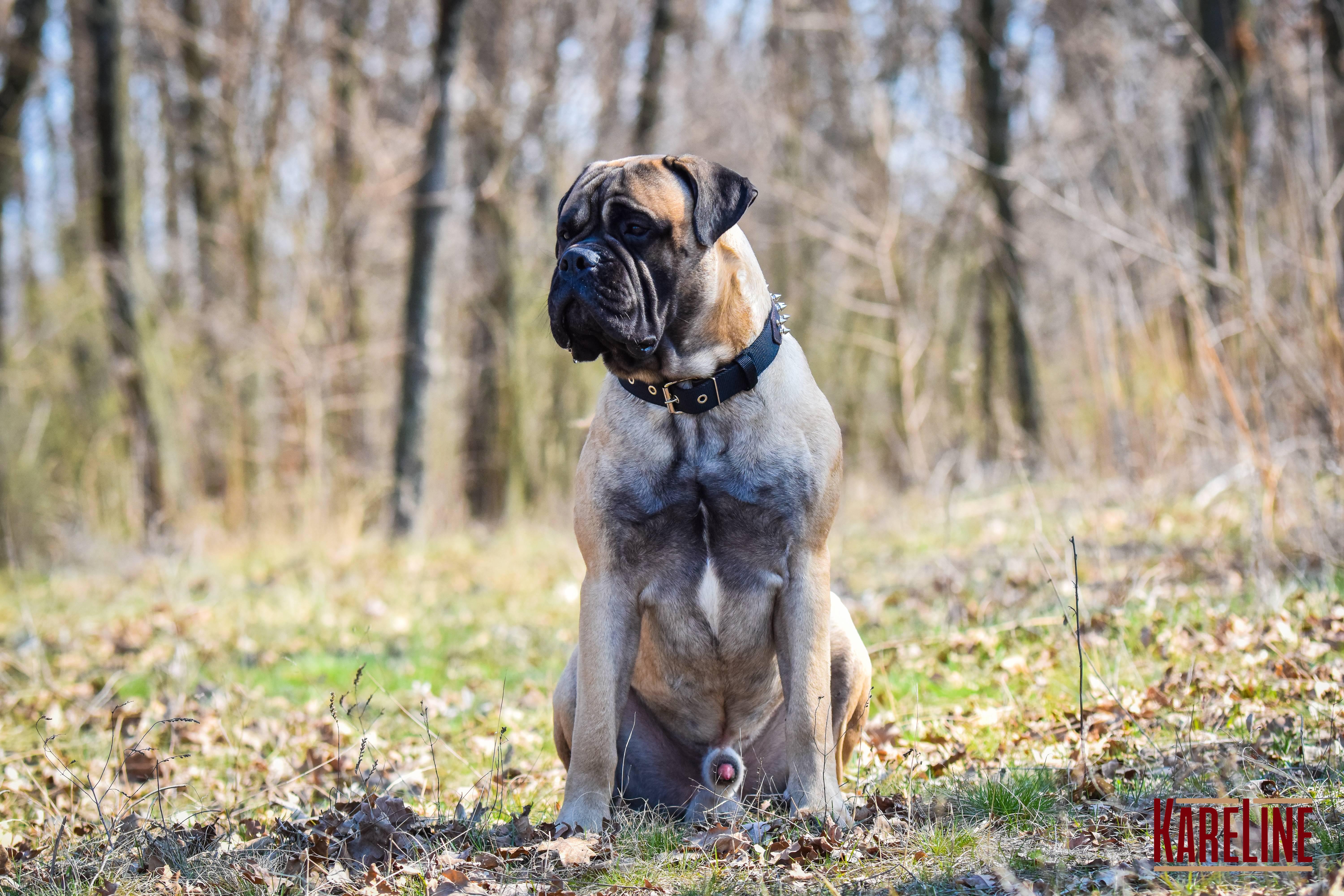 Ошейник KareLine и натуральной кожи с шипами 45 мм 510-640 мм (6629/12) - фото 8 Ошейник KareLine и натуральной кожи с шипами 45 мм 510-640 мм (6629/12) - фото 8