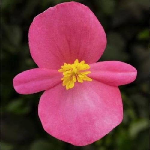 Семена цветов Бегония Eureka F1 Bronze Rose Syngenta 1000 шт. (BN00365)