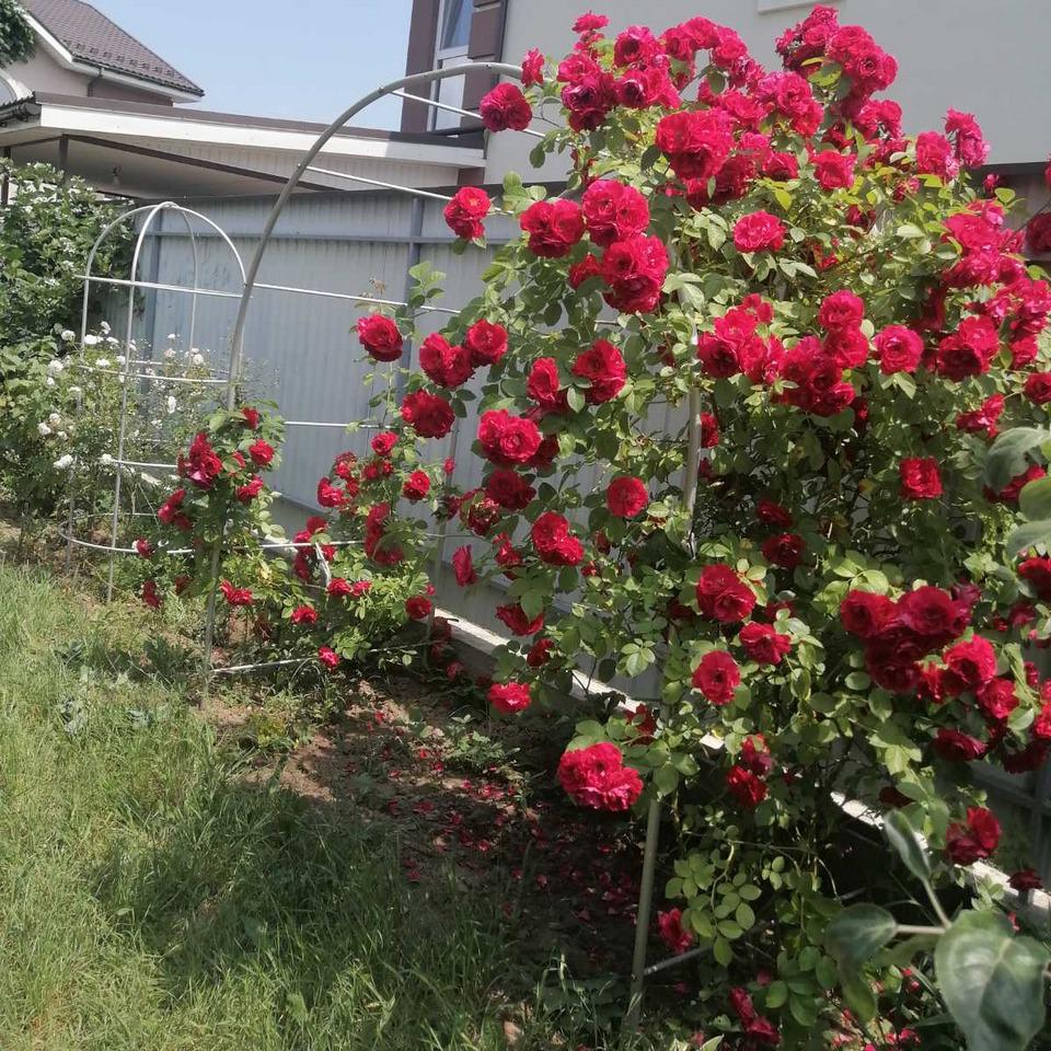 Опора для растений арка садовая 2800х2200х1330 мм d 24 мм/d 12 мм (АС-D24/D12-2800*2200*1330) - фото 6 Опора для растений арка садовая 2800х2200х1330 мм d 24 мм/d 12 мм (АС-D24/D12-2800*2200*1330) - фото 6