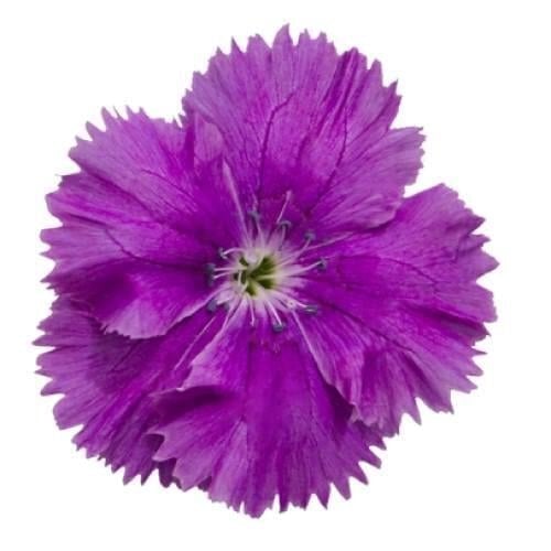 Насіння квітів Гвоздика китайська Hem Genetics Diana blueberry 1000 шт. (BN09202)