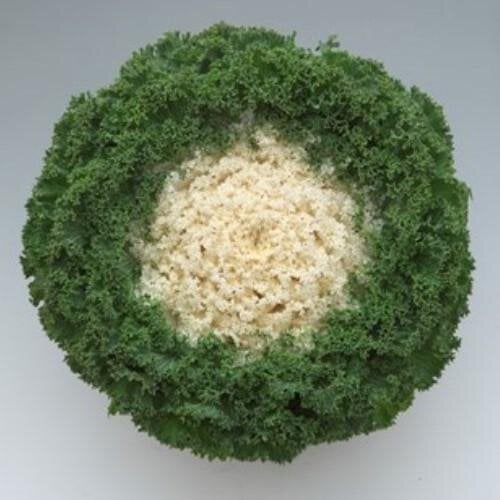 Семена цветов Капуста декоративная Kamome F1 Bright White Takii seed 100 шт. (BN11661-3)
