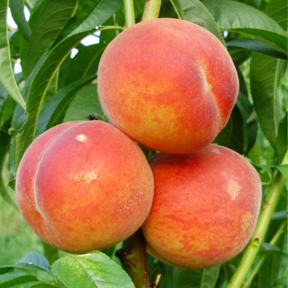 Саженец персика Вайн Голд Т3 2 летний (14965495) Саженец персика Вайн Голд Т3 2 летний (14965495)