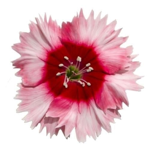 Семена цветов Гвоздика китайская Genetics Diana scarlet picotee 250 шт. Hem (BN09228-2)