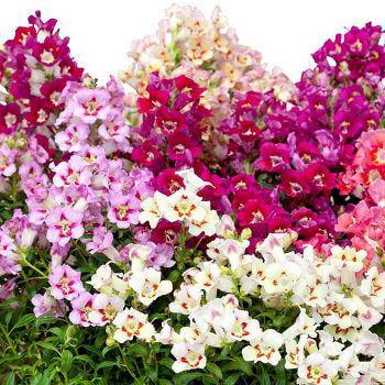 Семена цветов Floranova Львиный зев Antiquity Formula Mix 25 шт. (BN07556-4)