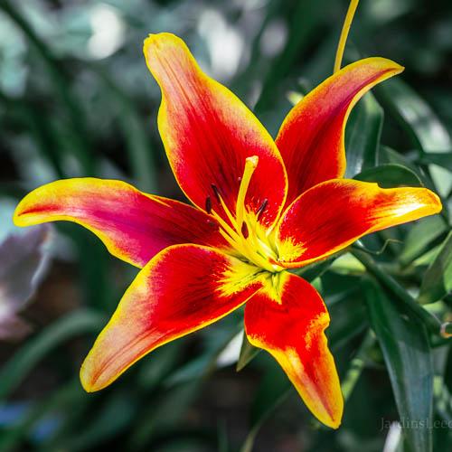 Лилия Avalon Sunset Florium - фото 3