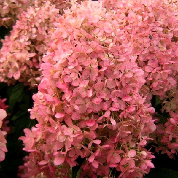 Саженец гортензии метельчатой Hydrangea paniculata Magical Candle Р9 (1357073274) - фото 3 Саженец гортензии метельчатой Hydrangea paniculata Magical Candle Р9 (1357073274) - фото 3