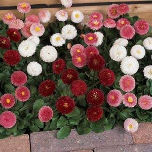 Насіння квітів Маргаритка BELLISSIMA MIX 50 шт. (BN02912-3)