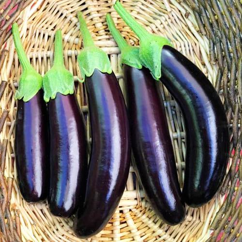 Семена Баклажан Florium Дестан F1 (13156)