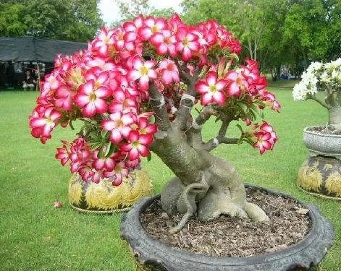 Насіння Аденіум огрядний Пустельна троянда Adenium obesum 3 шт./уп. - фото 2