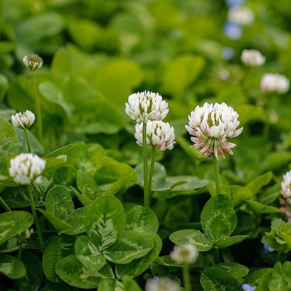 Семена белого клевера GrassNature Ривендел для газона сидерата и медоноса 250 г (3222111514)