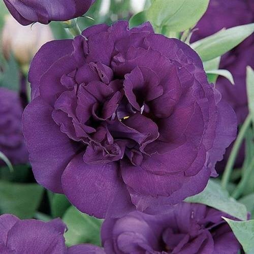 Семена цветов Эустома ABC 3 Purple (BN01029-2)