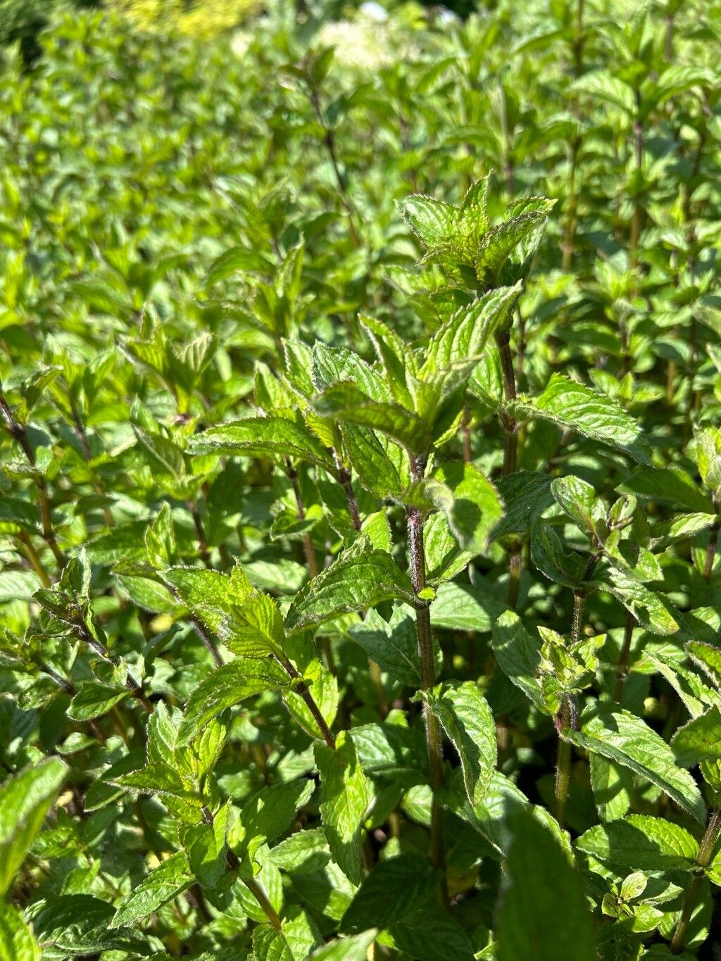 Семена Мята перечная  0,1 г 1000 шт. Mentha piperita (RS-00845) - фото 2