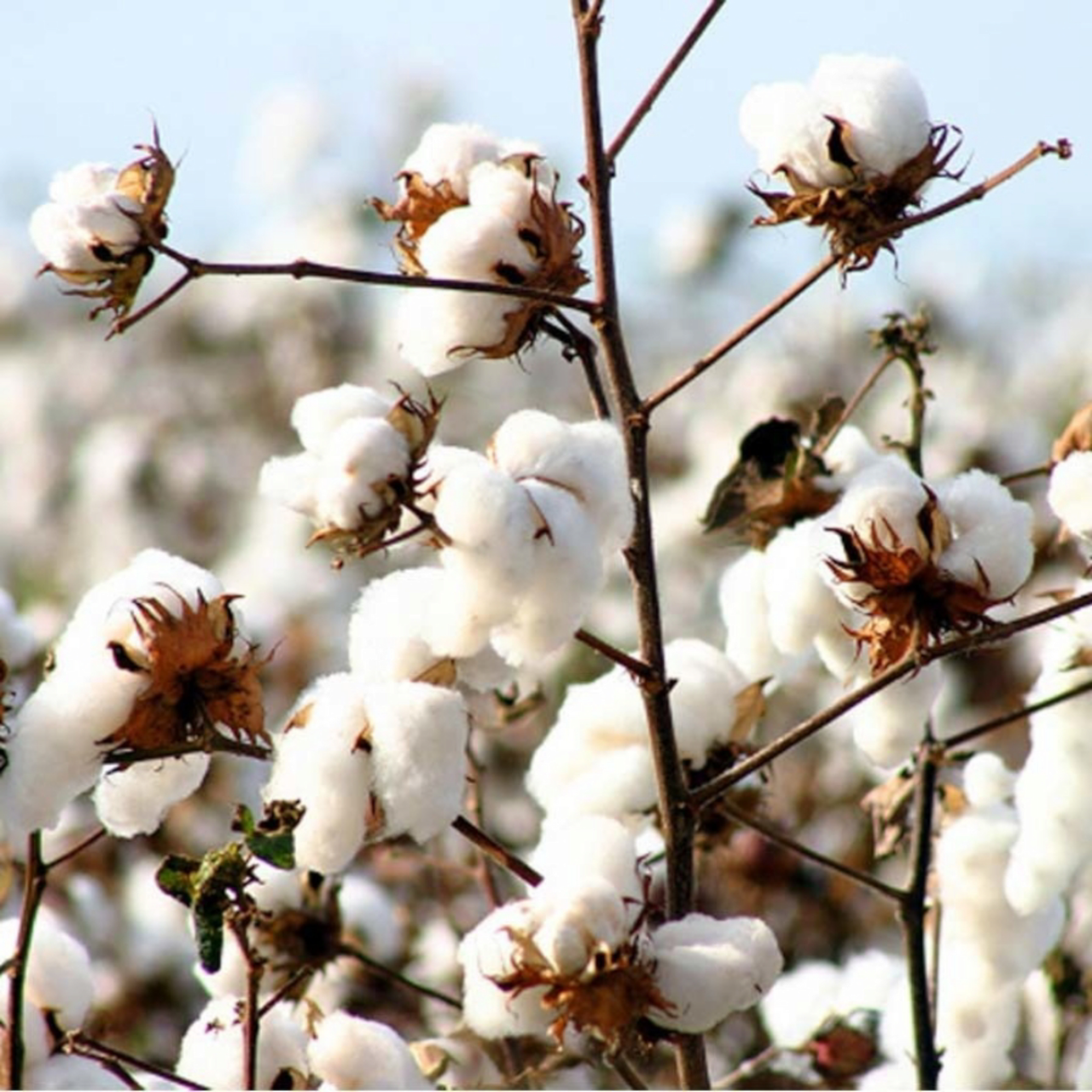 Семена Хлопчатник обыкновенный Gossypium hirsutum 5 шт. (2457757257) - фото 4 Семена Хлопчатник обыкновенный Gossypium hirsutum 5 шт. (2457757257) - фото 4
