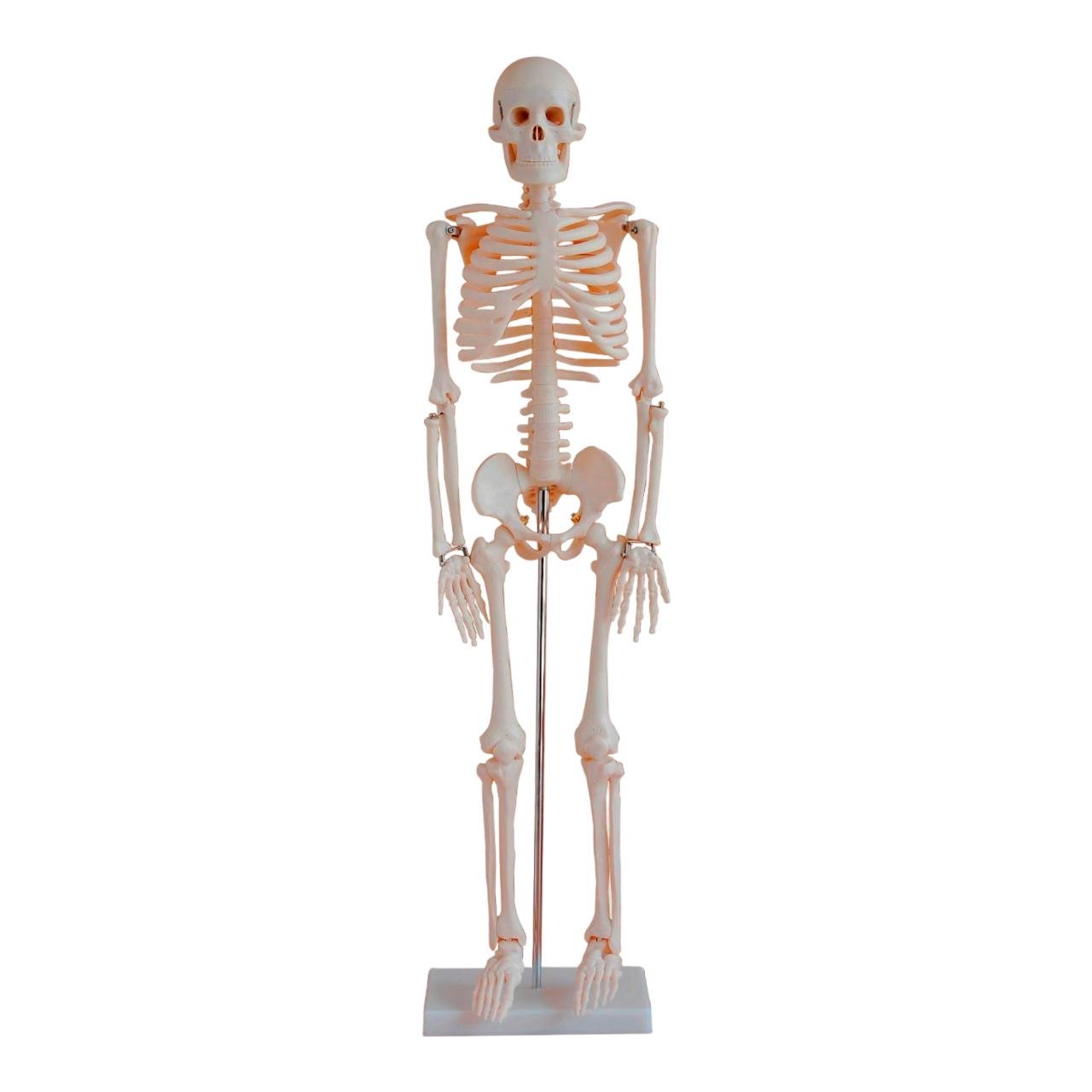 Скелет людини Руді 85 см (Д917у-1)