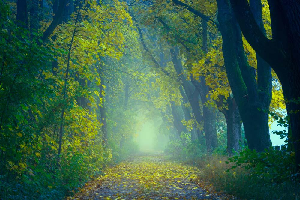 Фотообои Artside Осенний лес 1279203271