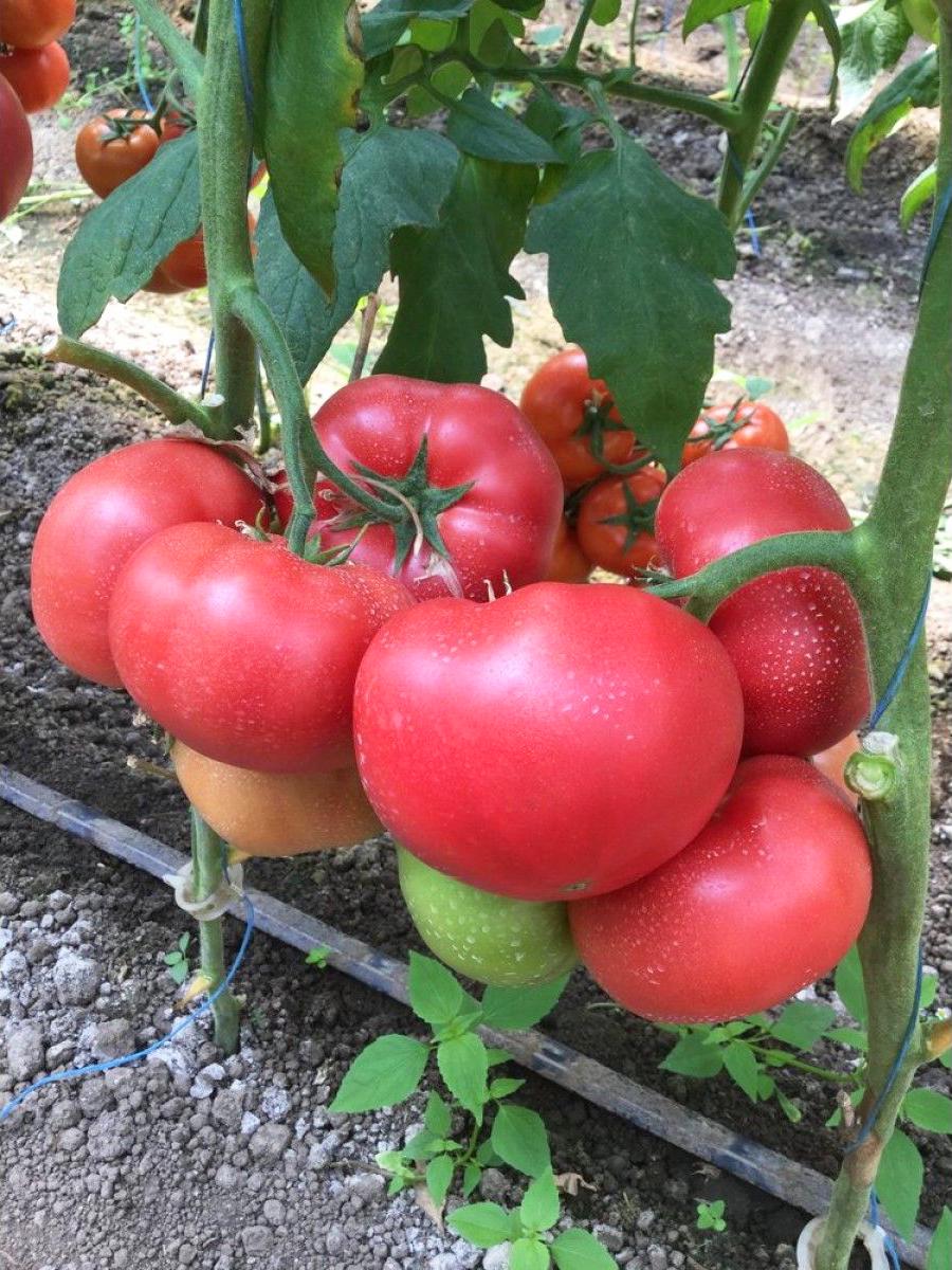 Семена томата Пинк Ид 5 шт./5 пак (38293158)
