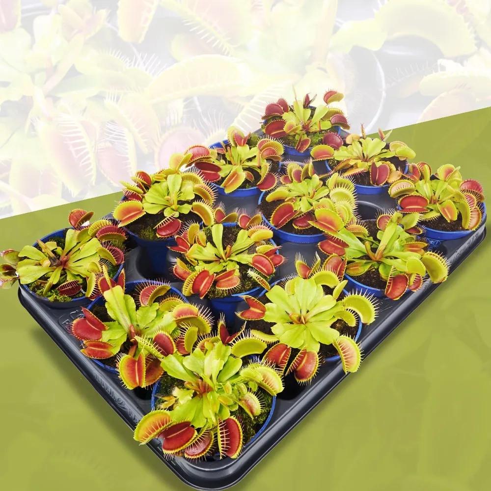 Насіння Венерина Мухолівка хижа рослина Dionaea muscipula 10 шт. - фото 5 Насіння Венерина Мухолівка хижа рослина Dionaea muscipula 10 шт. - фото 5