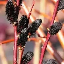 Саженцы верба Ра. Salix gracilistyla Melanostachys в горшке 2 л - фото 3