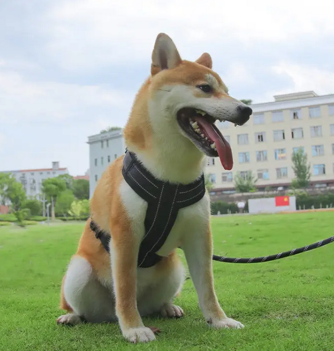 Поводок-шлея для собак на 2 кольца светоотражающая S Зеленый (1B0200) - фото 7 Поводок-шлея для собак на 2 кольца светоотражающая S Зеленый (1B0200) - фото 7