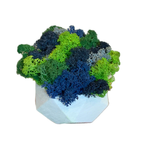 Кашпо со стабилизированным мхом 9,5х5,5 см (606)