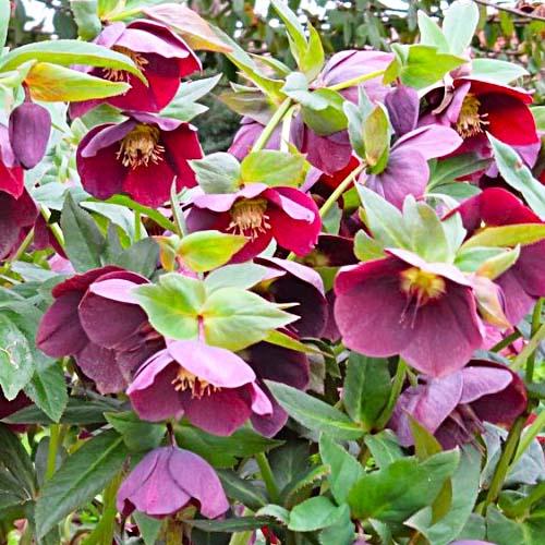 Морозник Florium Red spotted (3820) - фото 3
