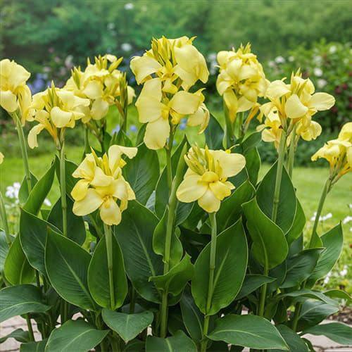 Канна Шайнинг Еллоу Shining Yellow 1 шт. (38300059)