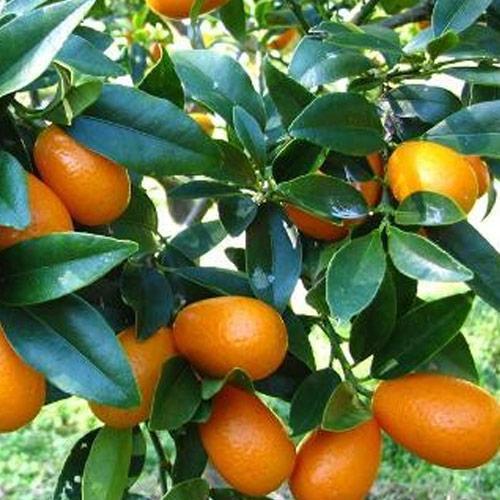 Сажанец Кумкват Хиндши саженец 2 года (49508)