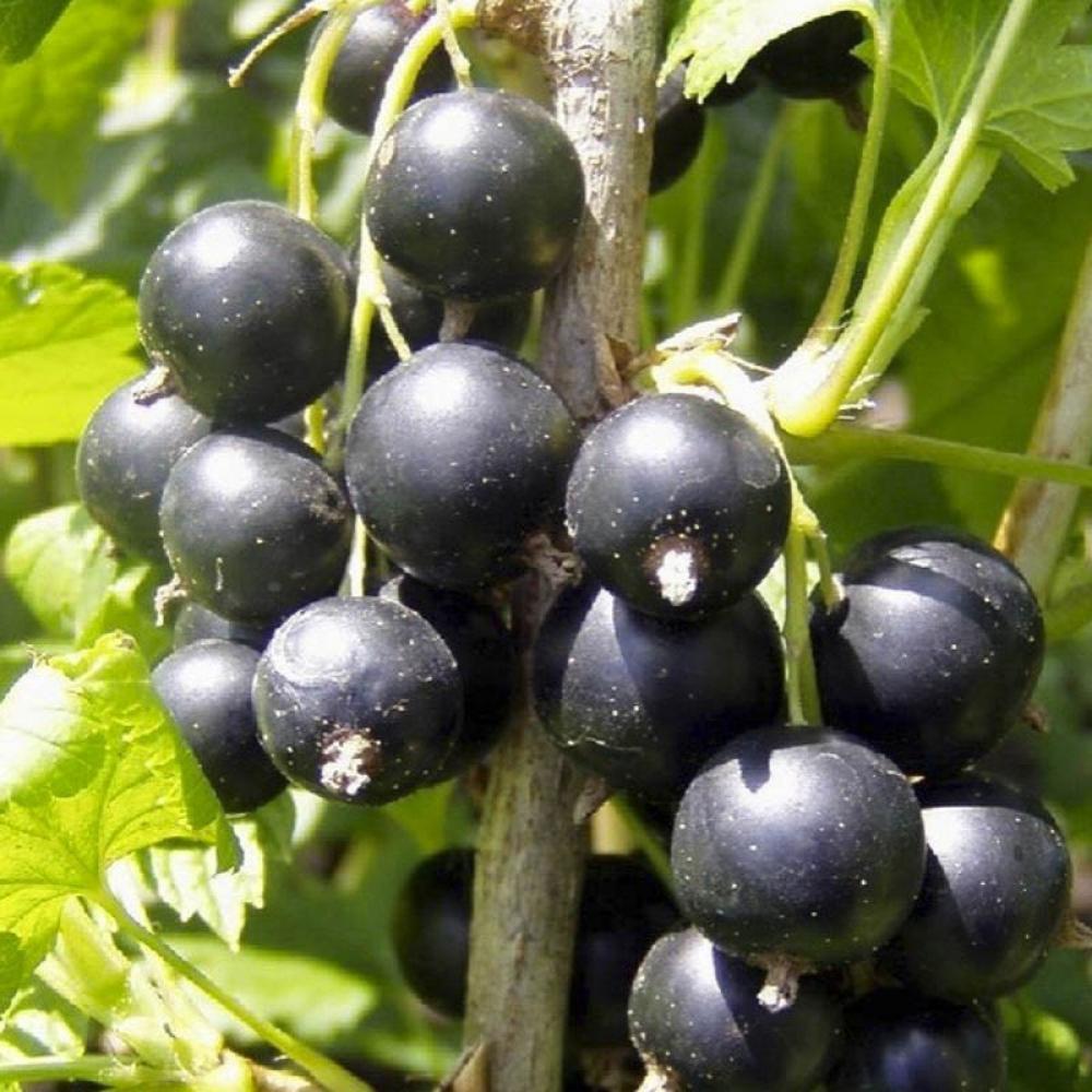 Саджанець чорної смородини Селечинська 2 рання (1044088220)