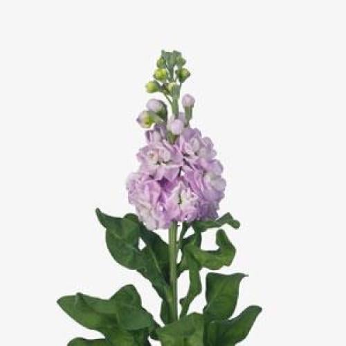 Семена цветов Левкой поле срез MATHILDA Pink (BN07372)