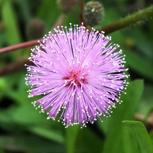 Семена Мимоза стеснительная Florium