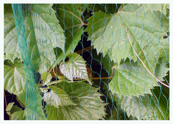 Сетка защитная Bird Net 7 г/м² 5х10 м (AS-BN71919510) - фото 2