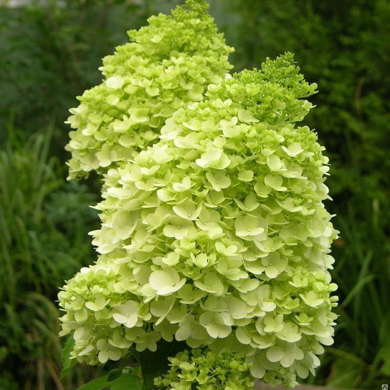 Саджанець гортензії волотистої Hydrangea paniculata Mojito Р9 (1646407416)