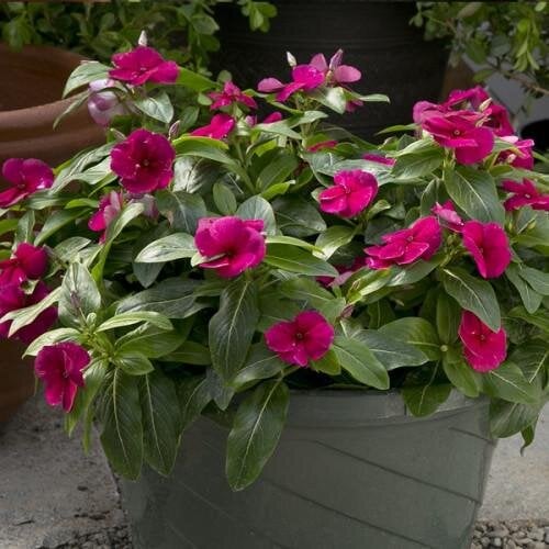 Семена цветов Катарантус розовый Solar Avalanche F1 burgundy Hem Genetics 10 шт. (BN09181-4)