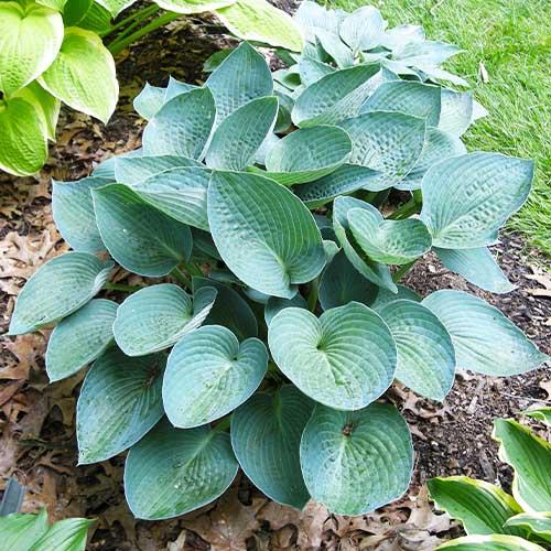 Хоста Florium Blue Vision (12950)