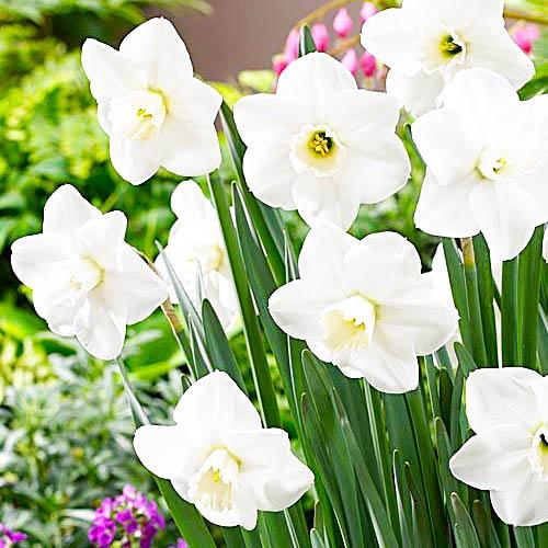 Нарцис Florium Misty Glen (5759) - фото 2