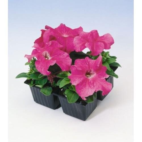 Семена цветов Петуния крупноцветковая Tango pink Hem Genetics 250 шт. (BN09415-2)