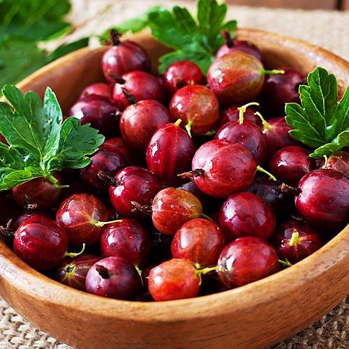 Крыжовник Florium Машека (7800)