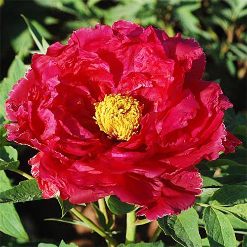 Пион Florium Jin Shin-jitsugetu Xin Ri Yue древовидный (4486)