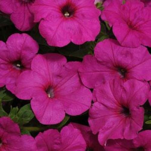 Семена цветов Петуния ампельная EASY WAVE F1 NEON ROSE PanAmerican 25 шт. (BN02232-3)