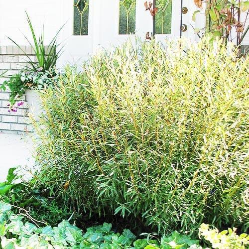 Насіння Верба Florium пурпурна Nana (10475) - фото 2 Насіння Верба Florium пурпурна Nana (10475) - фото 2