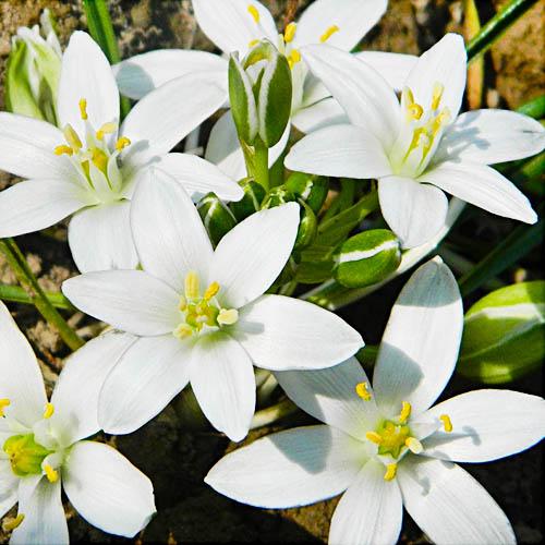 Орнітогалум Florium White Trophy (9824)