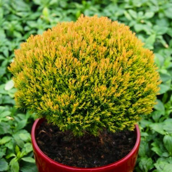 Саджанець туї західної Thuja occidentalis Anniek Р9 (1212836473)