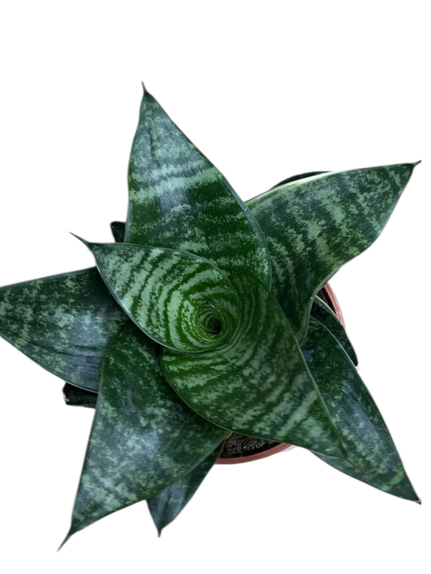 Сансивиерия Хани Блэк (32520784)