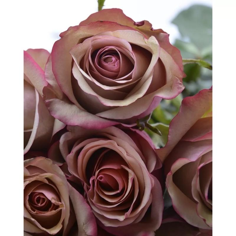 Роза Velet Vintage Чайно-гибридная в контейнере (2669429353) - фото 2 Роза Velet Vintage Чайно-гибридная в контейнере (2669429353) - фото 2