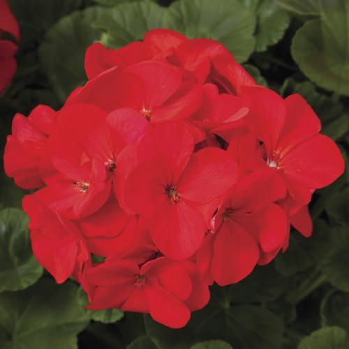 Семена цветов Syngenta Пеларгония садовая Maverick Red 250 шт. (BN01638-2)