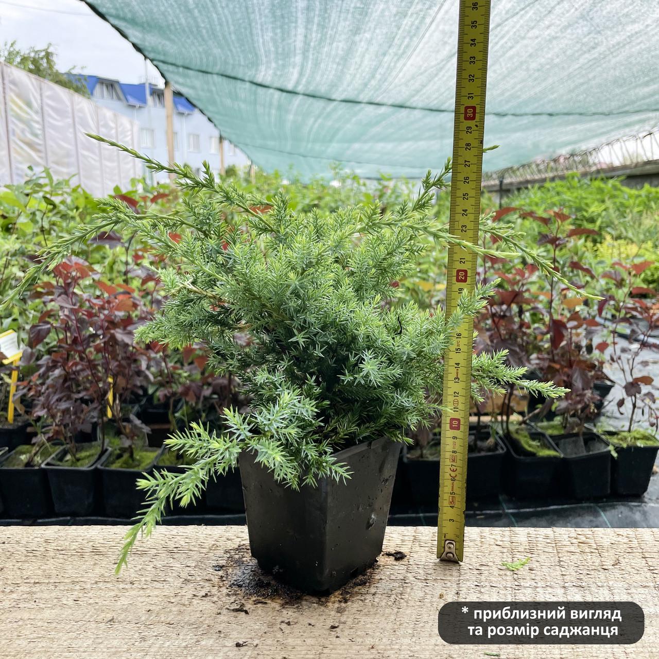 Саджанець ялівцю лускатого Juniperus squamata Holger Р9 (645172874) - фото 2